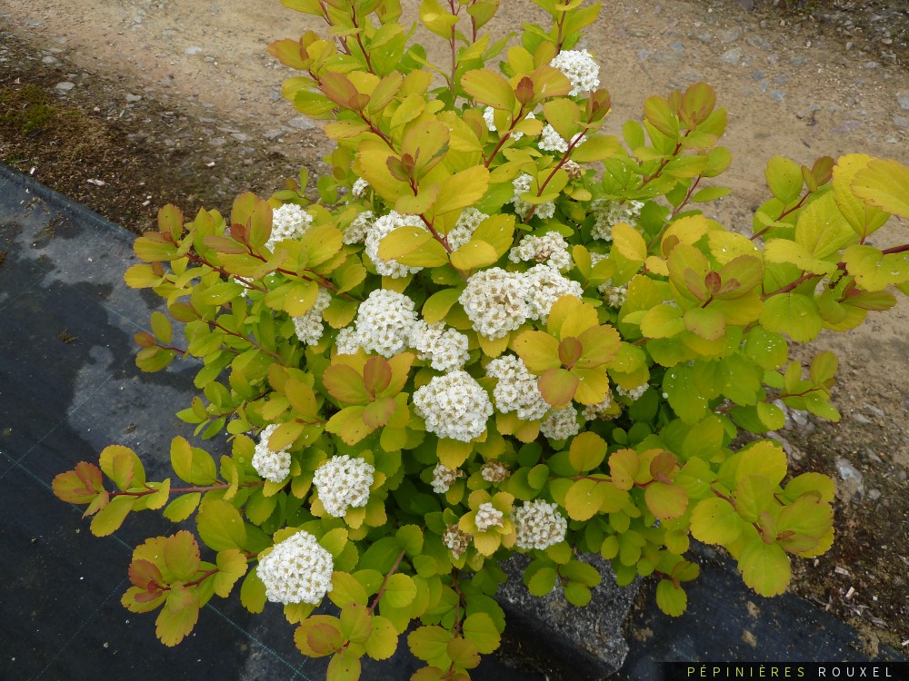 Spiraea betulifolia 'Tor Gold'